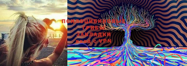 прущие грибы Надым